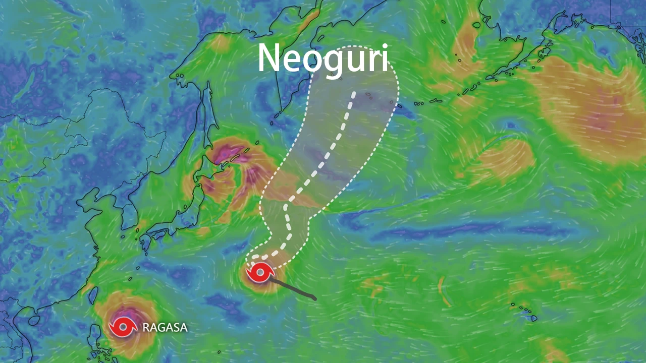 浣熊